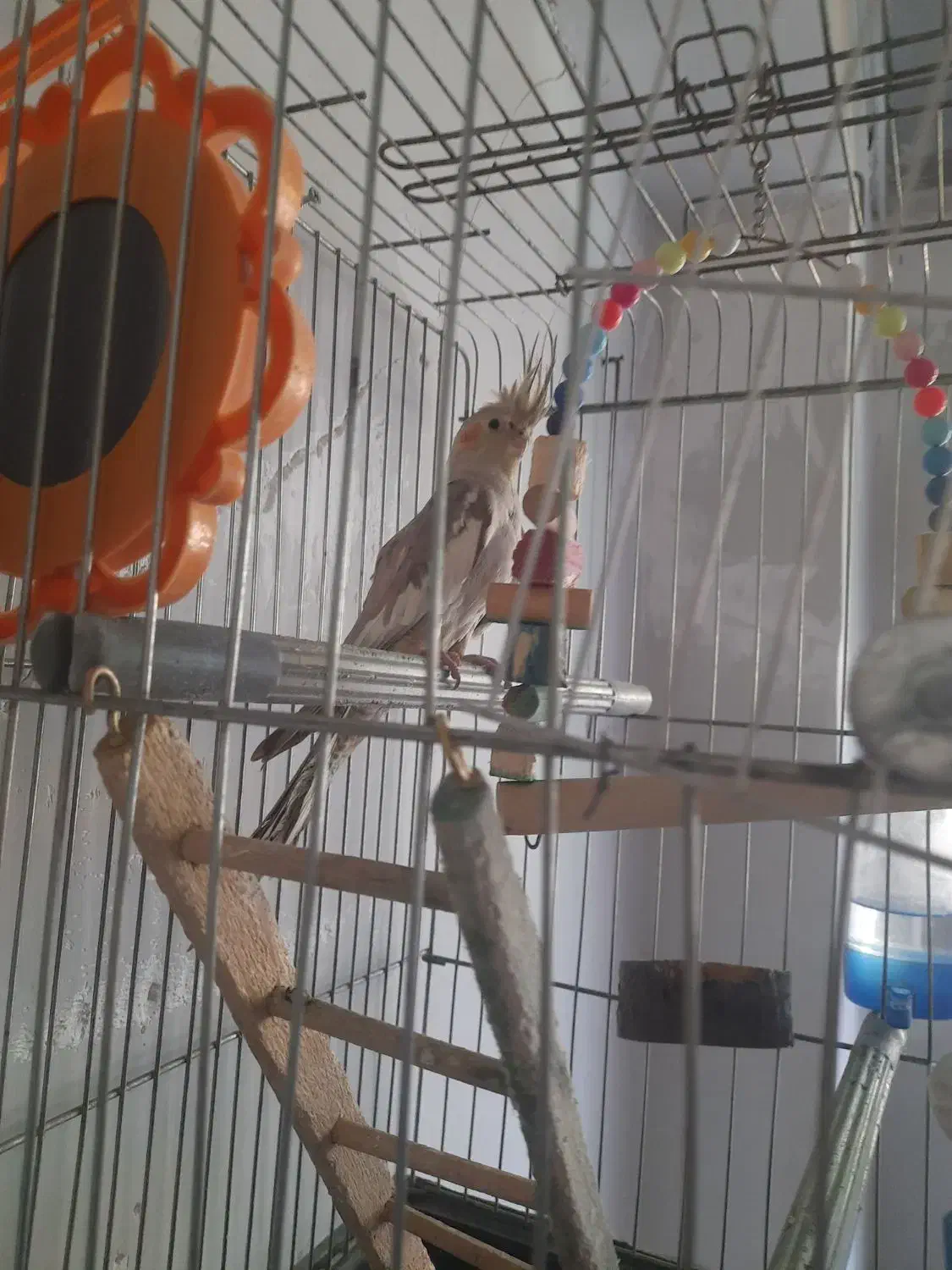 عروس هلندی زیبا ماده بدون قفس|پرنده|خوی, |دیوار