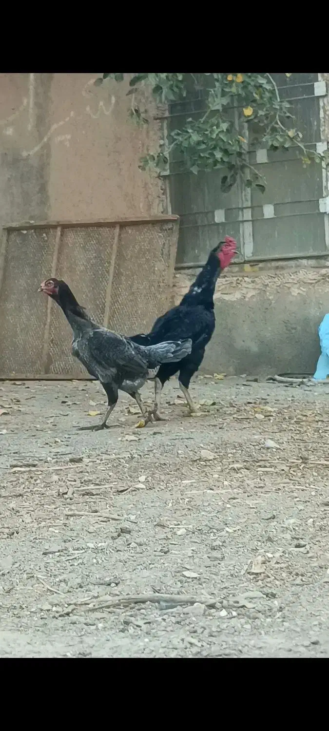 شامو اوشامو مرغ خروس|حیوانات مزرعه|تهران, خرمشهر|دیوار