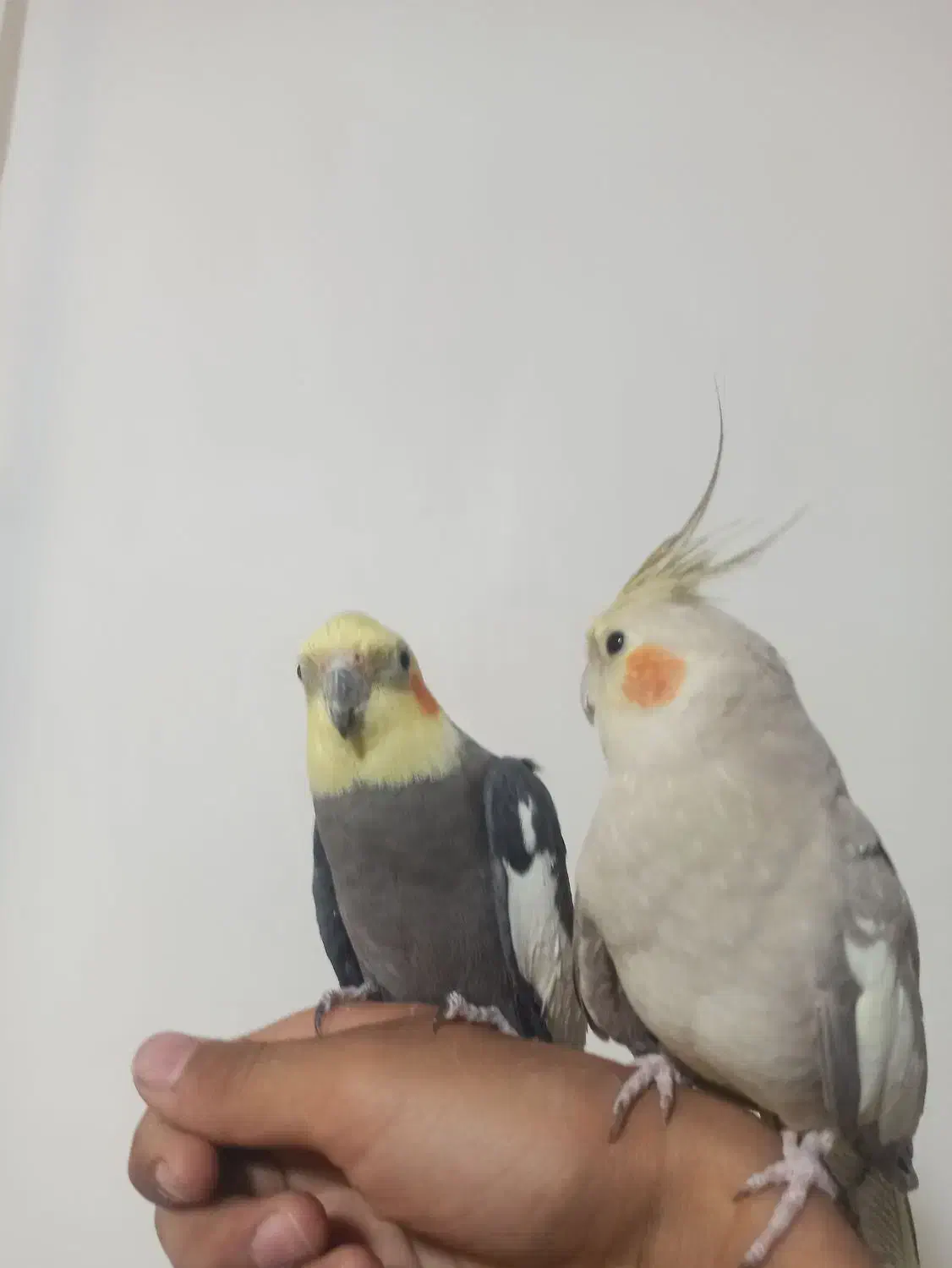 یک جفت عروس هلندی مولد.|پرنده|تکاب, |دیوار