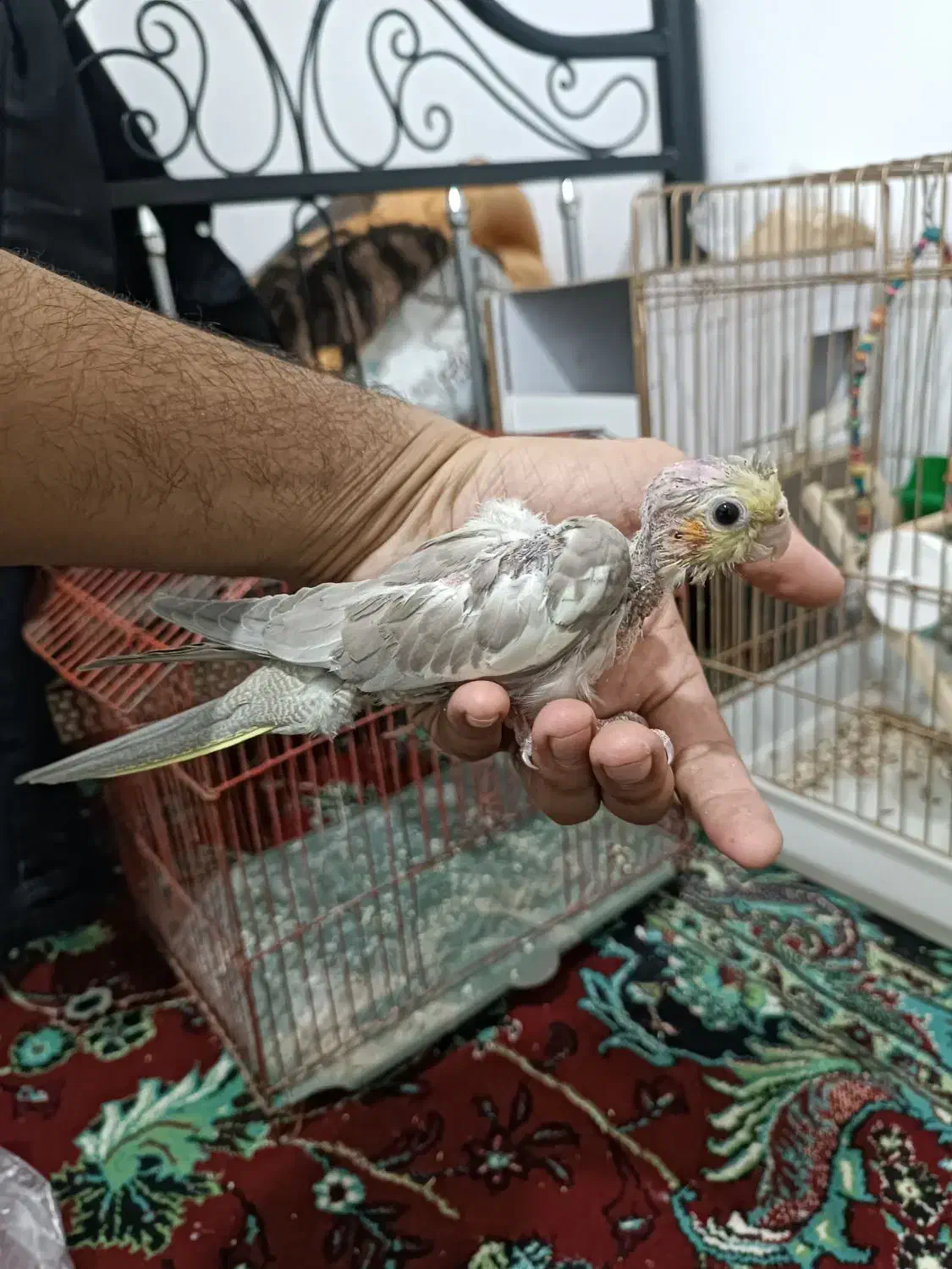 جوجه|پرنده|هندمینی, |دیوار