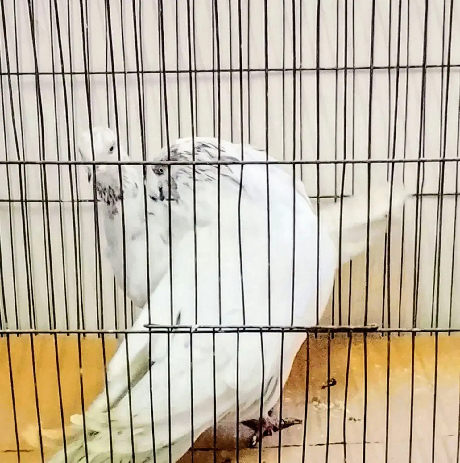 کبوتر پرشی سو دار هر مدل کبوتر خواستیددارم|پرنده|قائمشهر, |دیوار