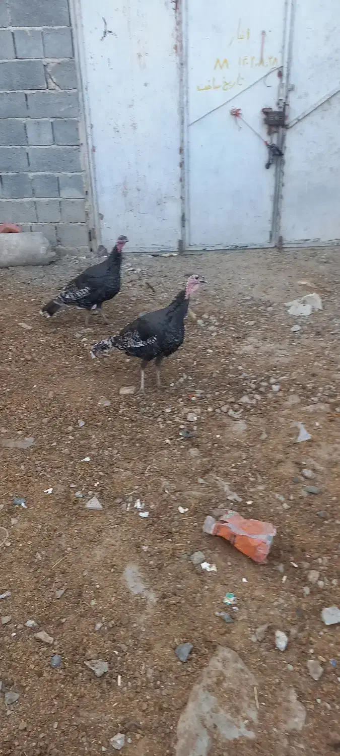 دوعدد بوقلمون نر|حیوانات مزرعه|بناب, |دیوار