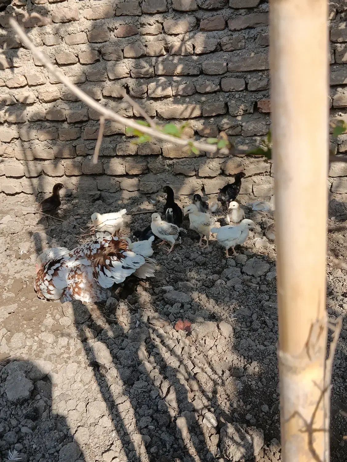 جوجه مرغ محلی|حیوانات مزرعه|مینودشت, |دیوار