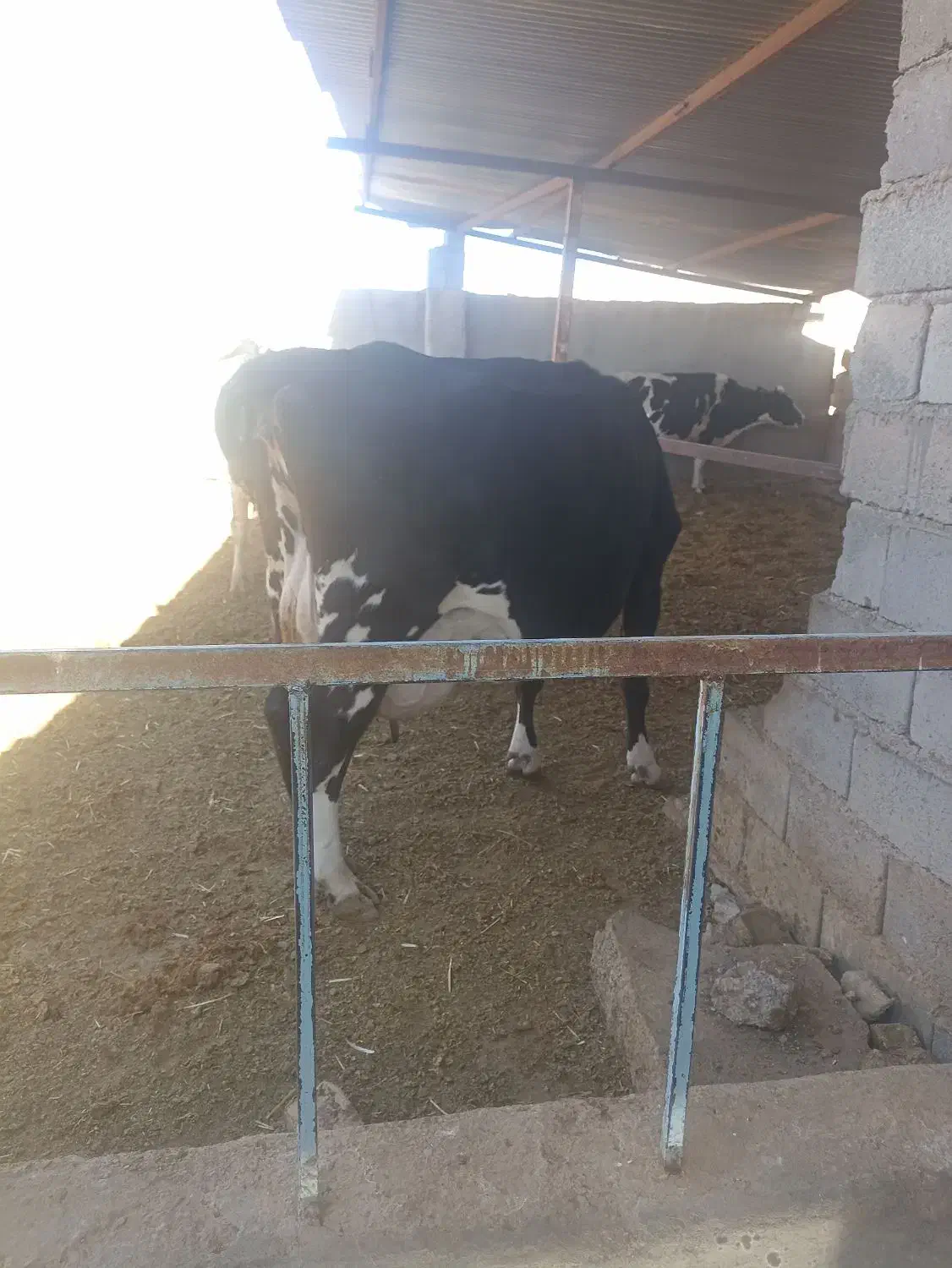 گاو شیری|حیوانات مزرعه|سده (خراسان جنوبی), |دیوار