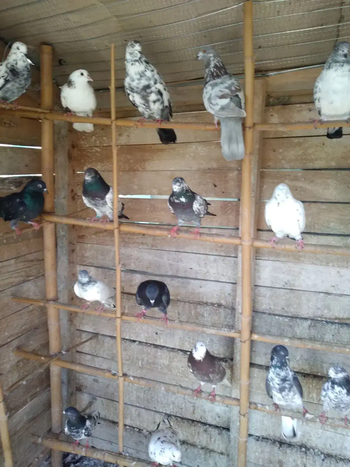 کبوتر|پرنده|رشت, حومه رشت|دیوار