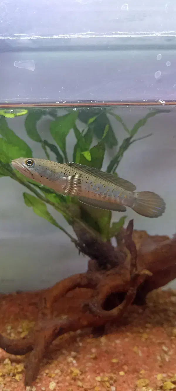 چانا اورچا|ماهی|تبریز, |دیوار