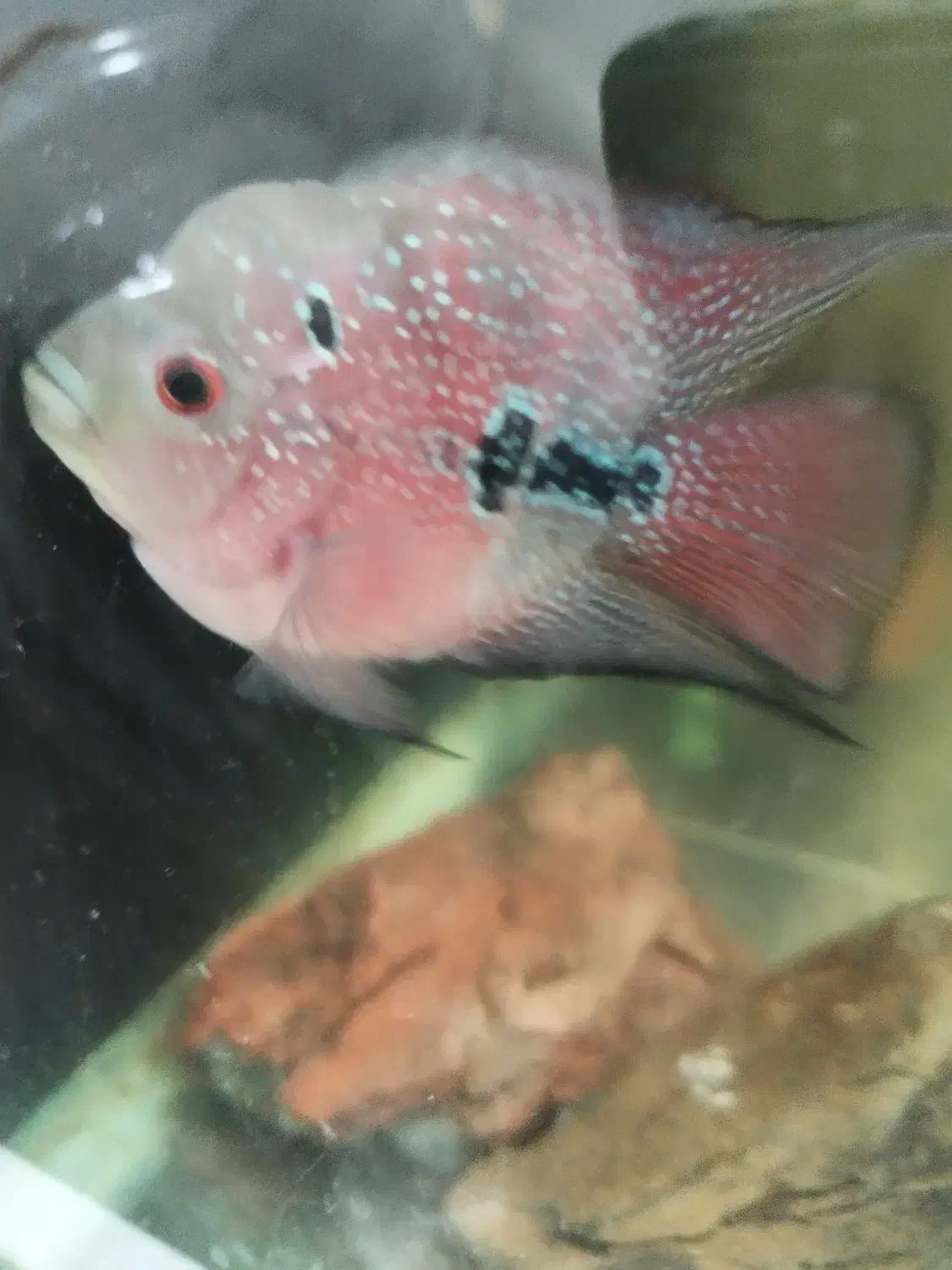 آکواریوم|ماهی|خرمشهر, |دیوار