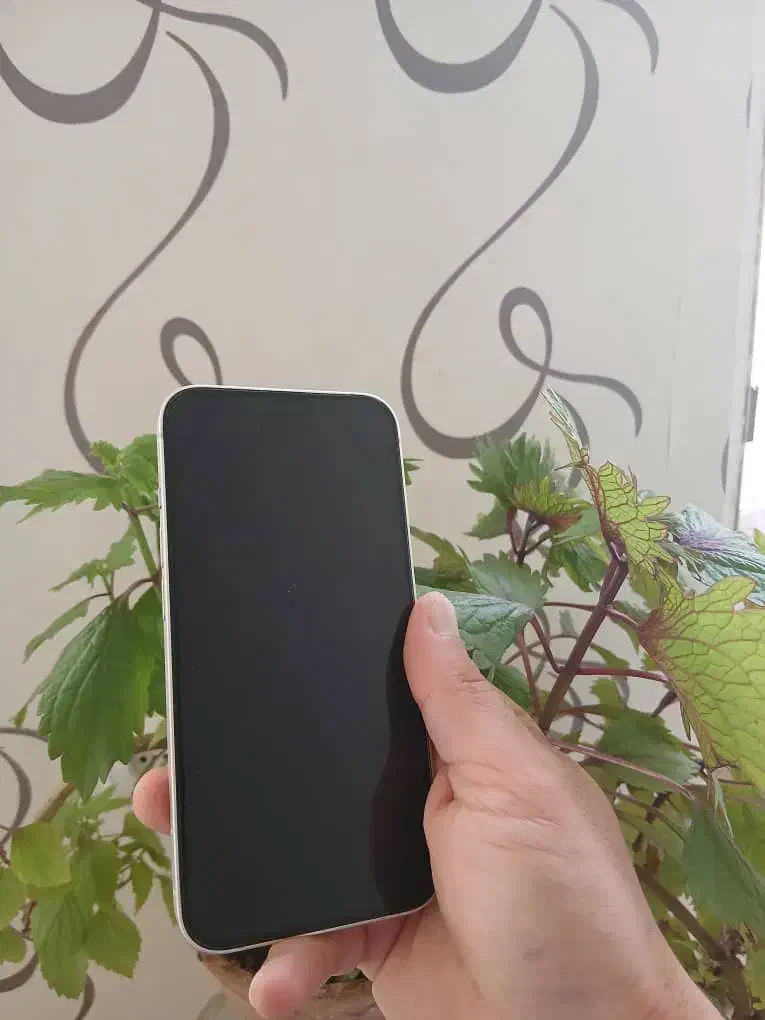 ایفون ۱۳ سفید بدون نقطه|موبایل|مهریز, |دیوار