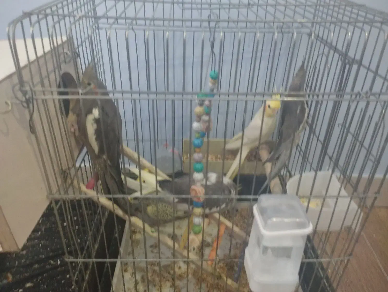 عروس هلندی|پرنده|خرمدره, |دیوار