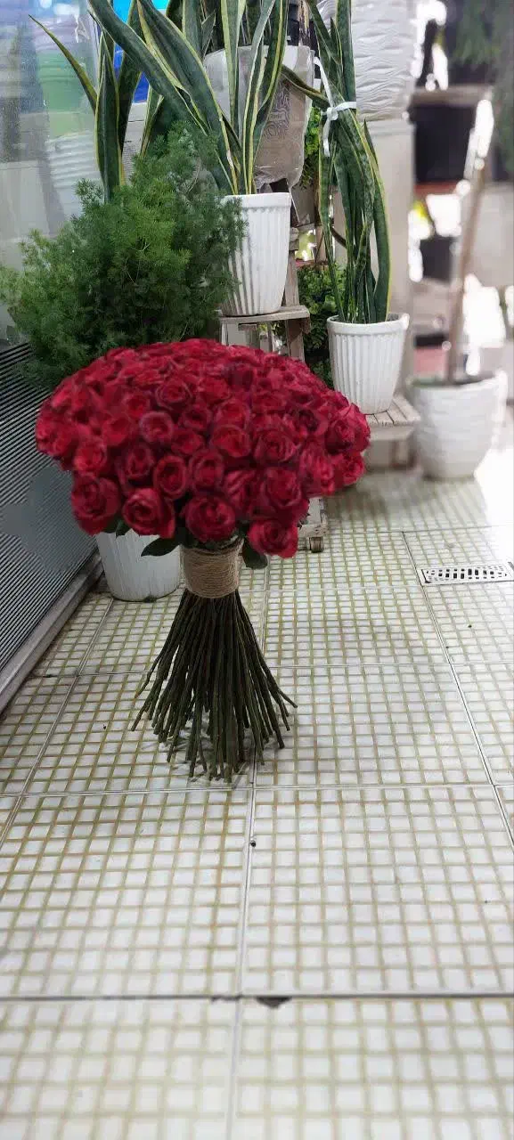 هر شاخه رزطبیعی هلندی(ویژه امروز روز دختر)فقط۵۰،۶۰|گل و گیاه طبیعی|کرمان, |دیوار