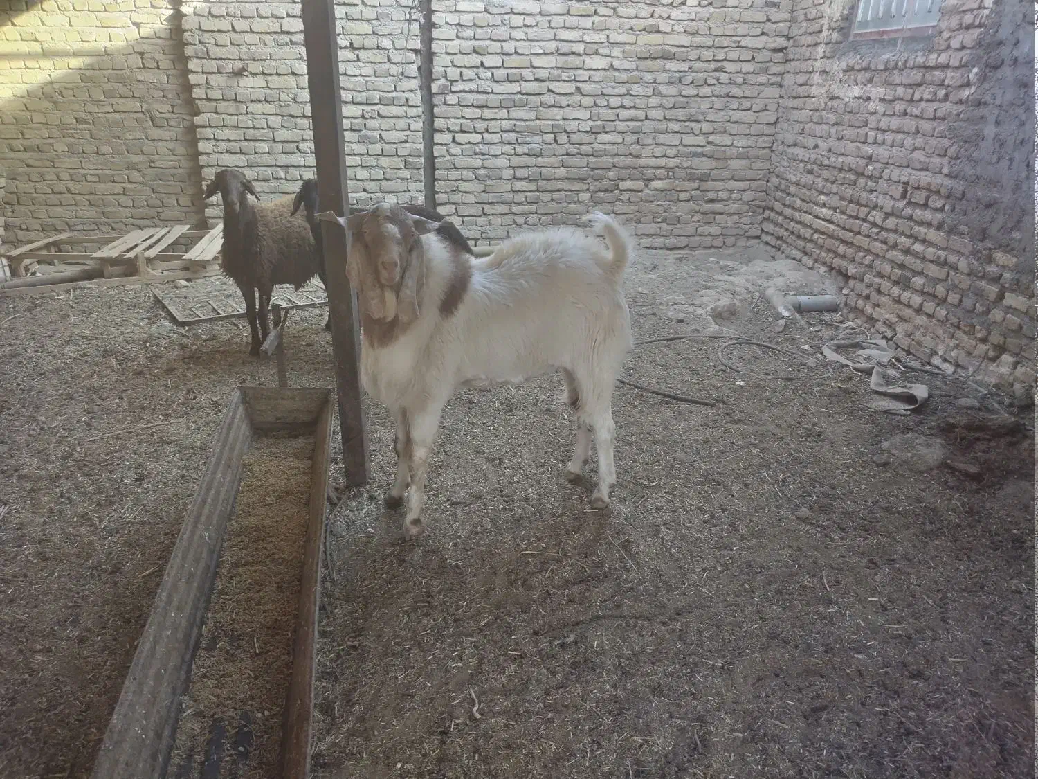 تک شاد یا همون نربز دو دندان|حیوانات مزرعه|نصر آباد, |دیوار