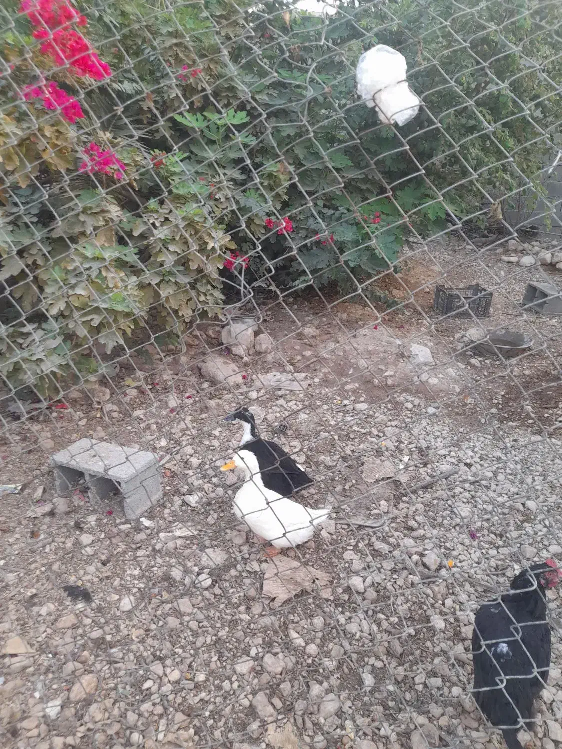 مرغ وپرندگان|پرنده|جم, |دیوار