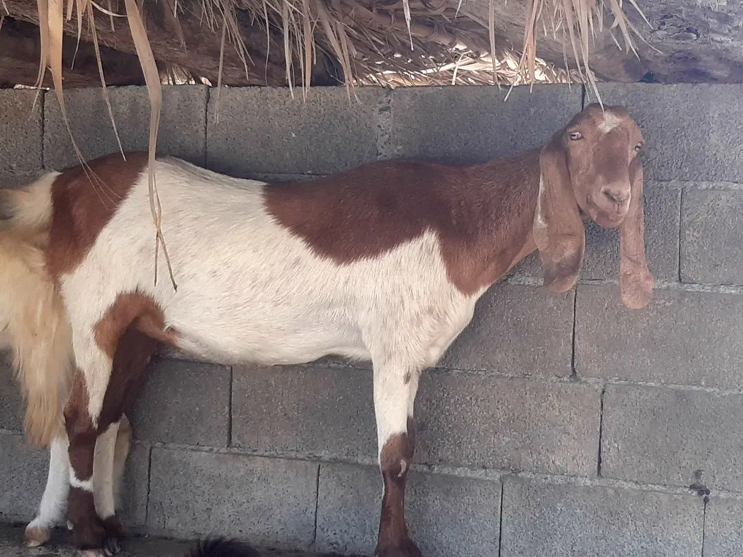 بز ماده|حیوانات مزرعه|قصرقند, |دیوار