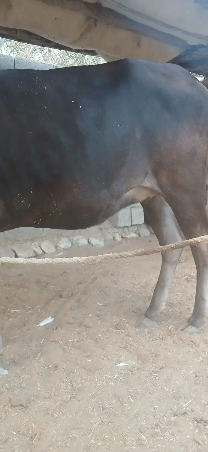 گاوابستن۶ماه|حیوانات مزرعه|قلعه قاضی, |دیوار