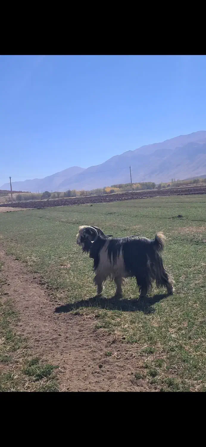 دوبر جلو رو|حیوانات مزرعه|اردل, |دیوار