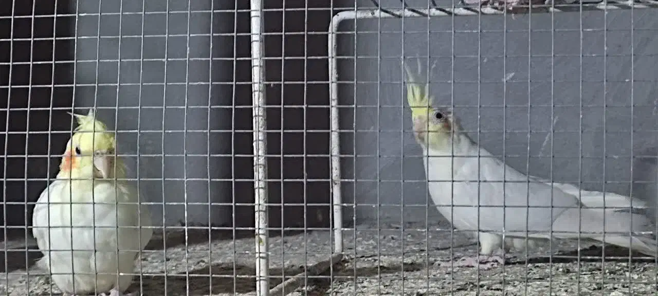 عروس هلندی|پرنده|زاویه, |دیوار