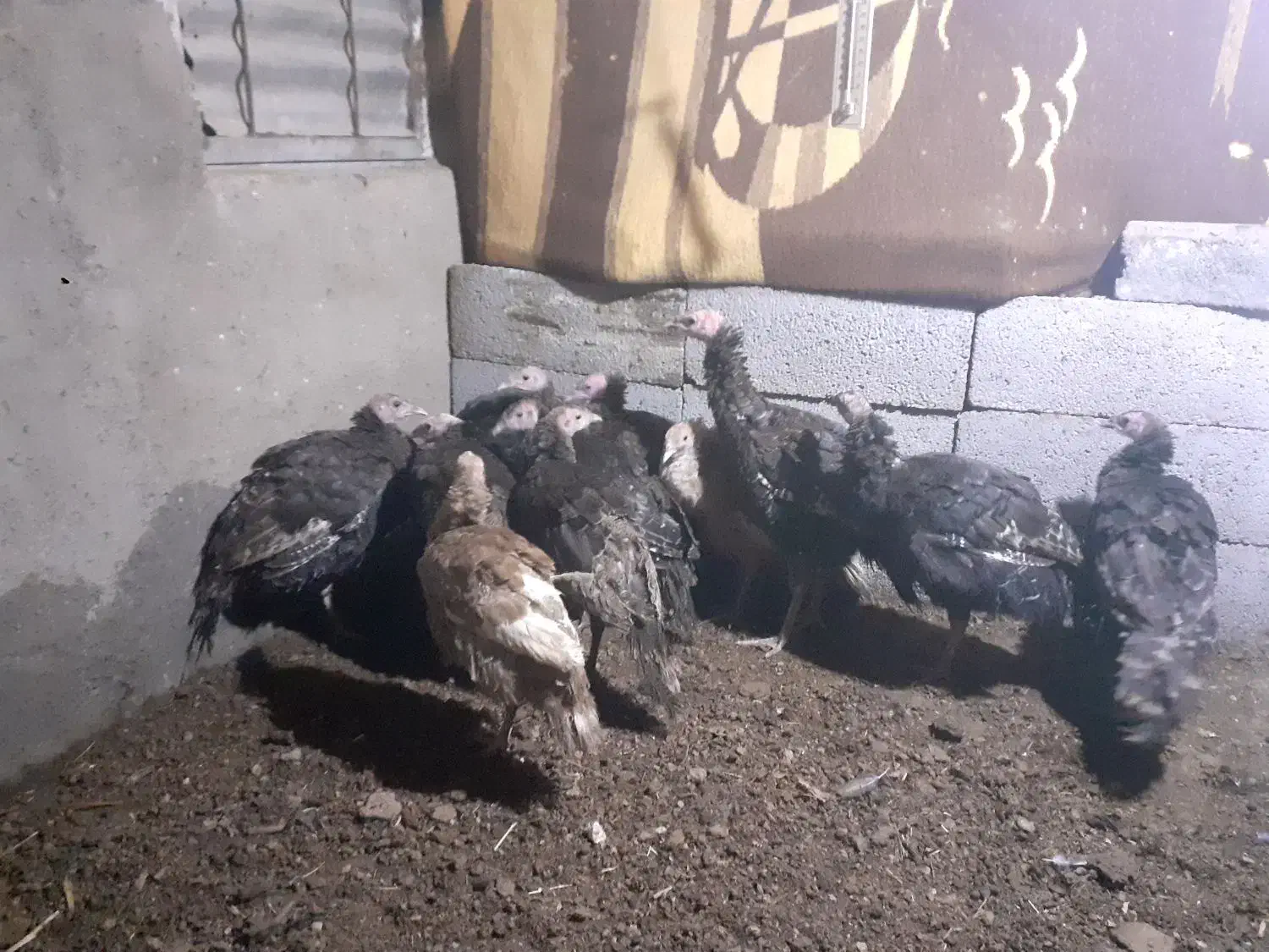 بقلمون ۵ماهه معاوضه با بز نر|حیوانات مزرعه|دهگلان, |دیوار