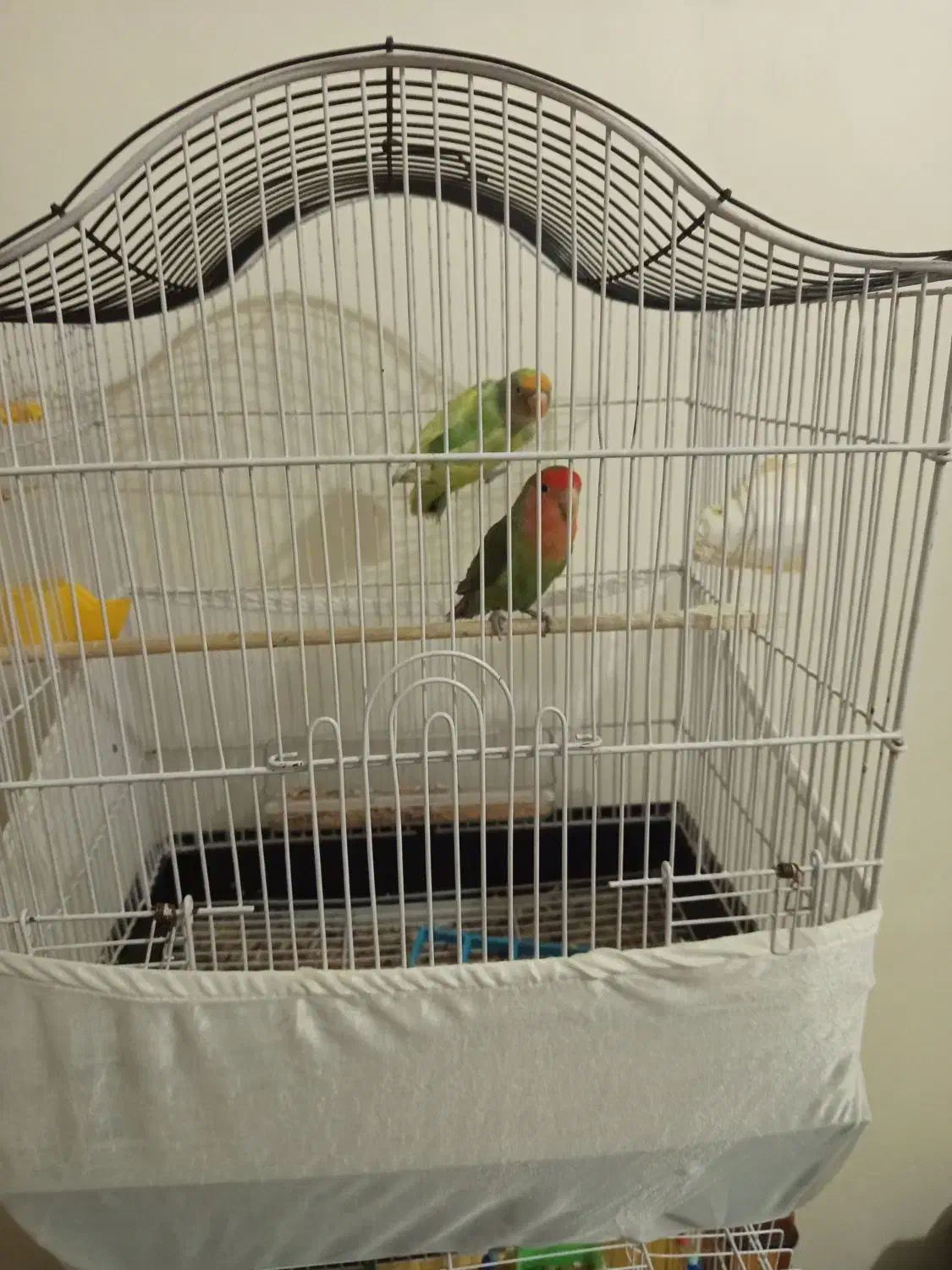 برزیلی ماده|پرنده|شهریار, یوسف آباد صیرفی|دیوار