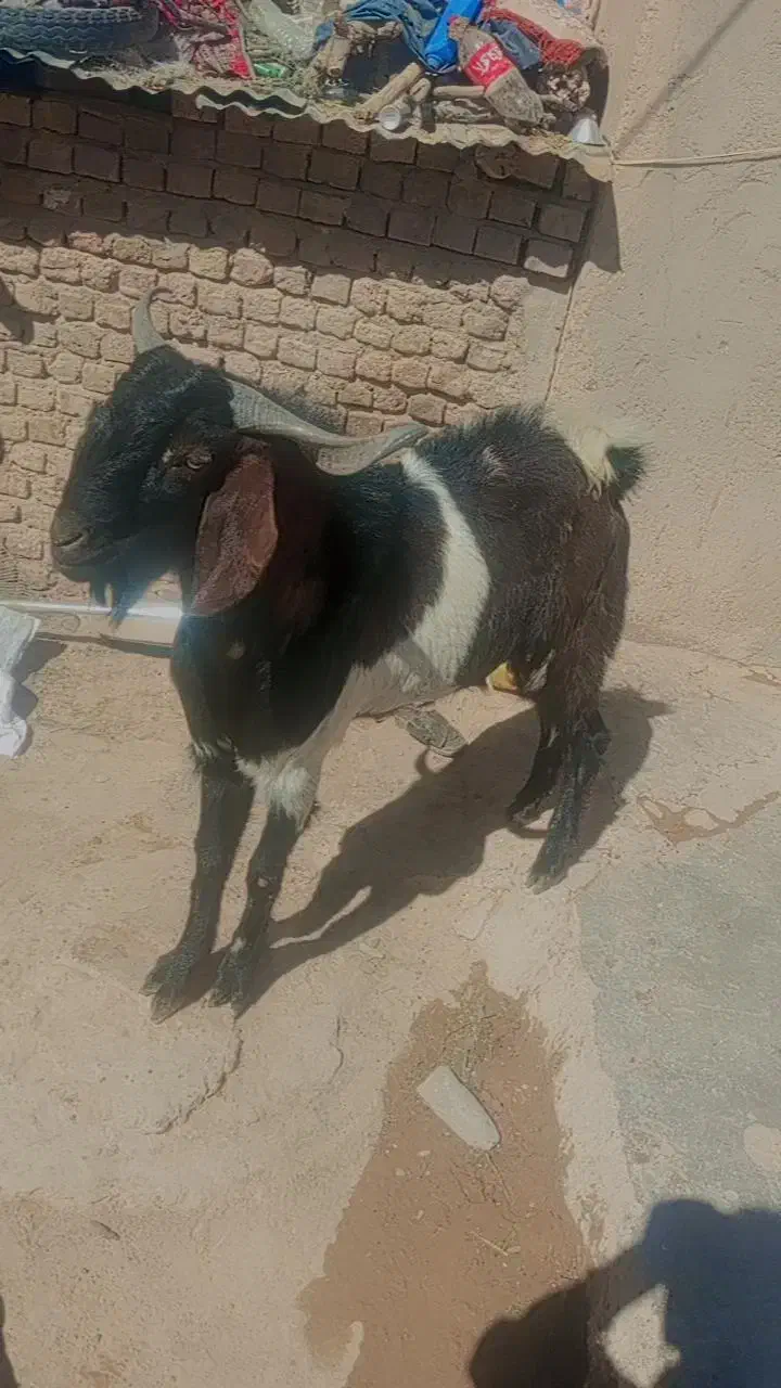 21000000|حیوانات مزرعه|خاش, |دیوار