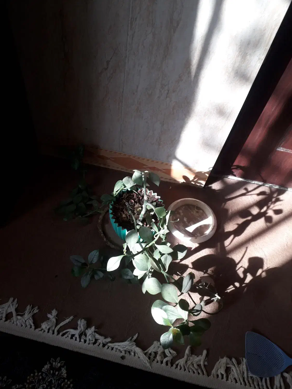 طبقه اول دو خوابه|اجارهٔ آپارتمان|بیرجند, |دیوار