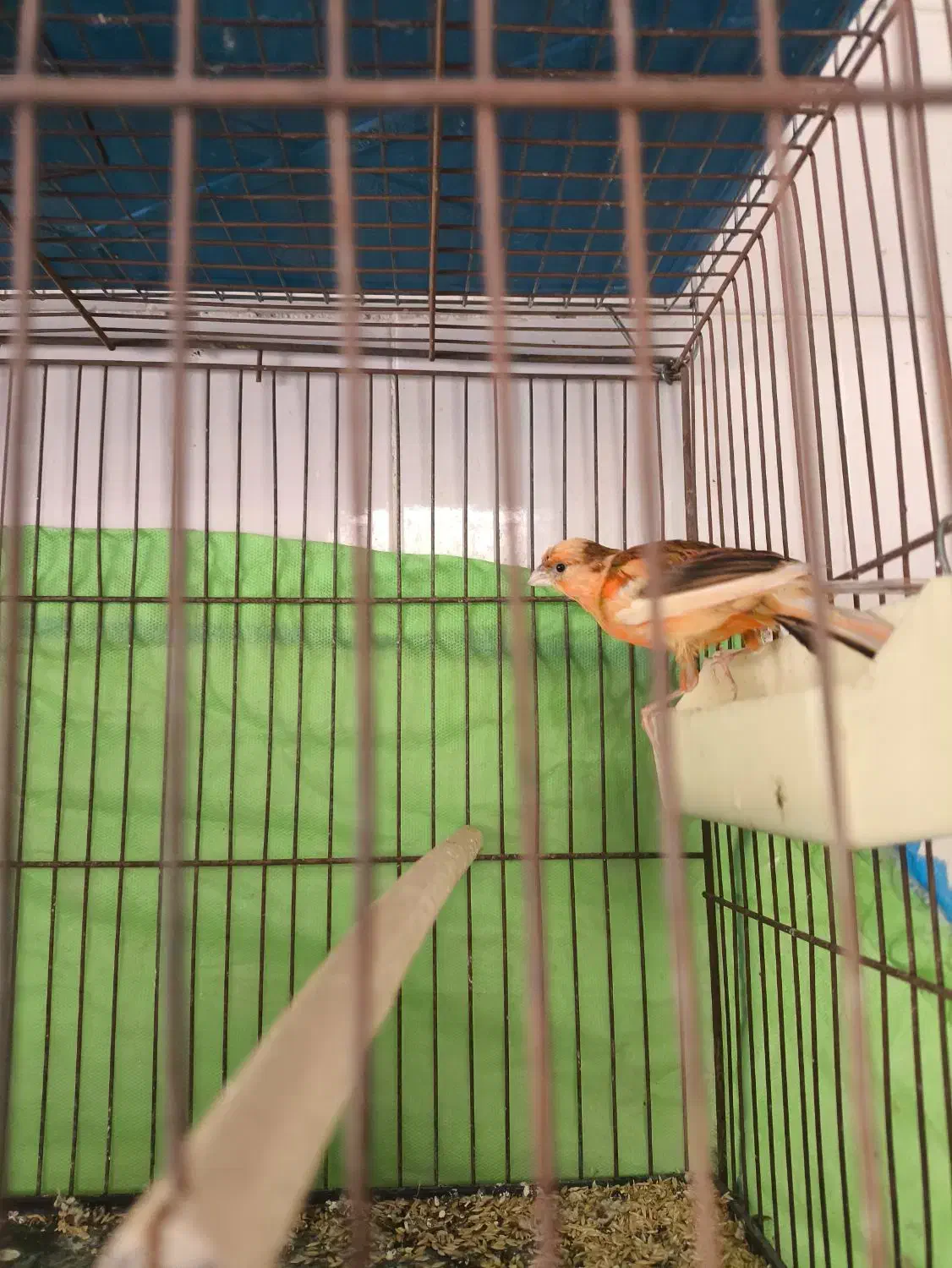 قناری|پرنده|تاکستان, |دیوار