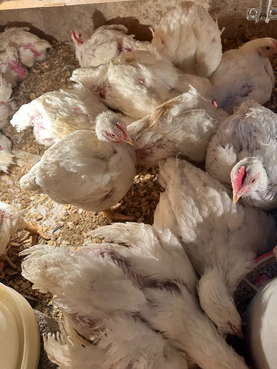 مرغ گوشتی|حیوانات مزرعه|رشت, آتشگاه|دیوار