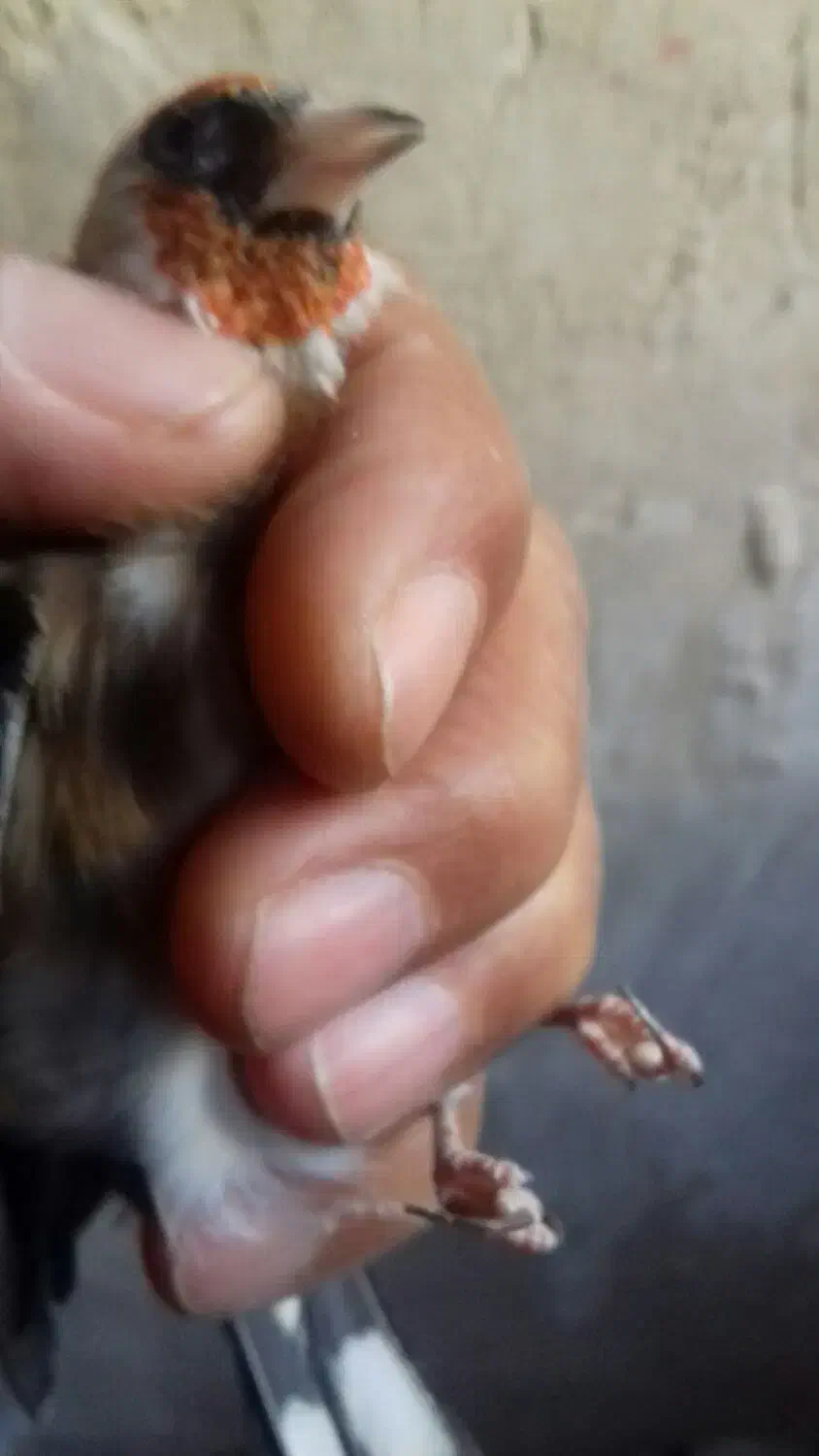 سهره نر، بخوان|پرنده|اردبیل, |دیوار