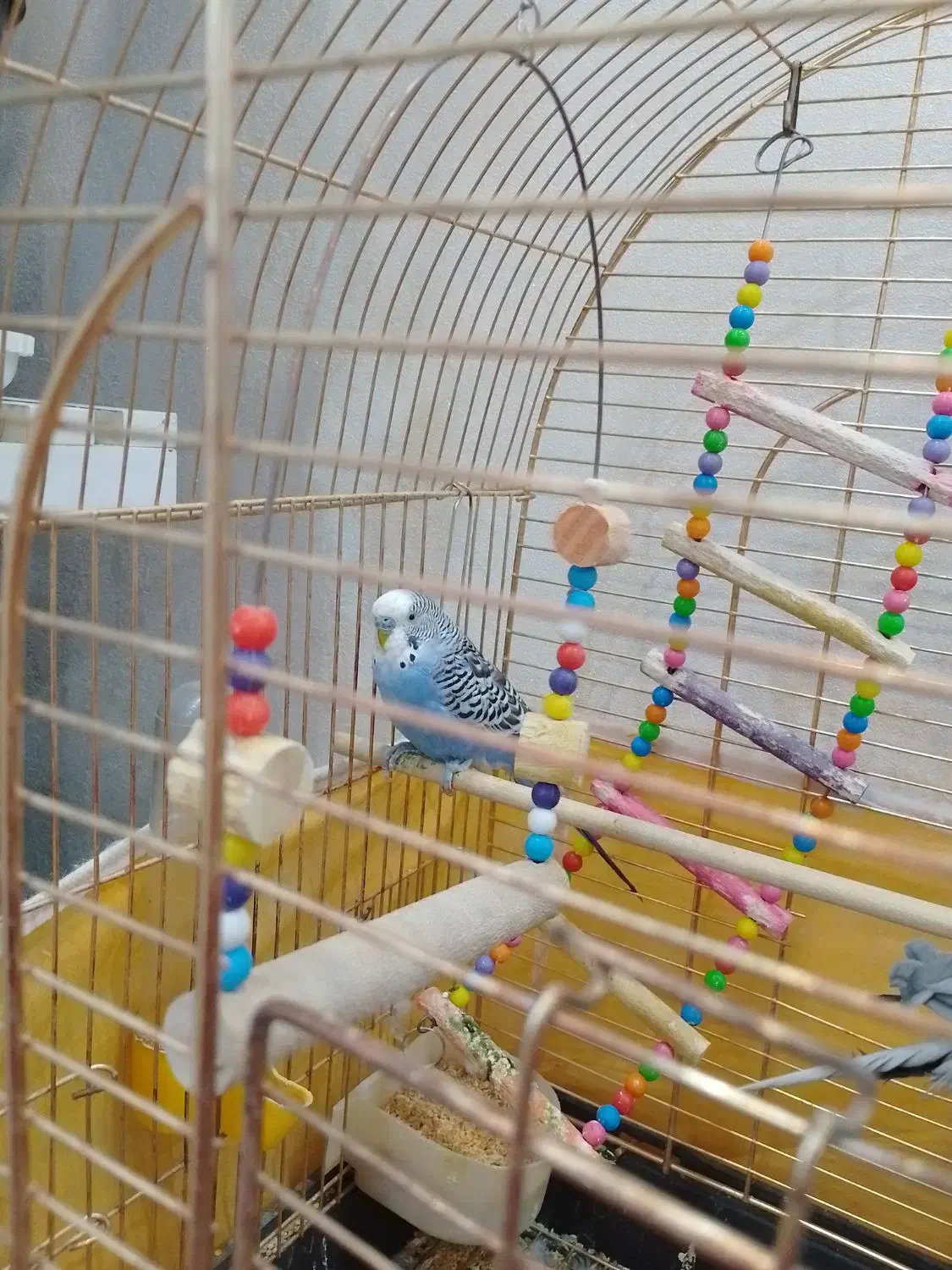 مرغ عشق هلندی|پرنده|تبریز, |دیوار