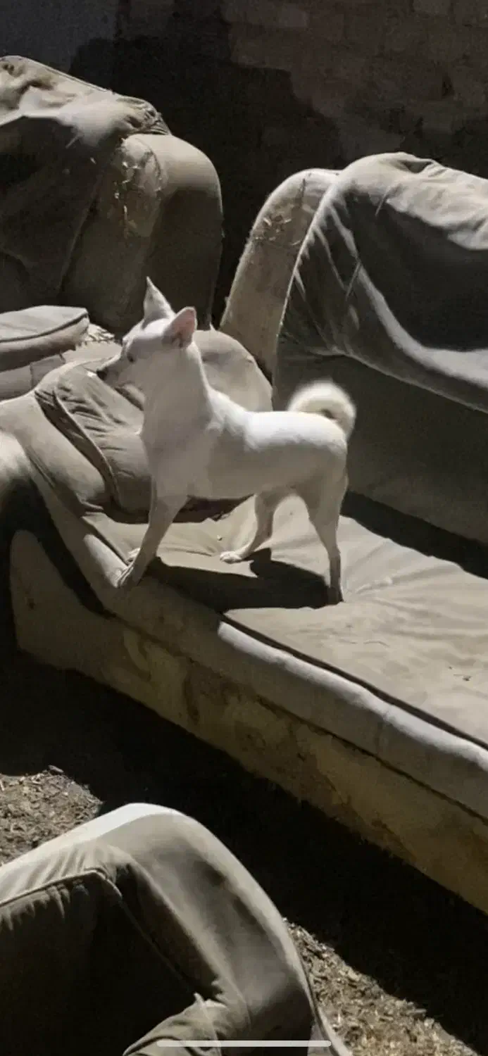 سگه گمشده|سگ|زاهدان, |دیوار