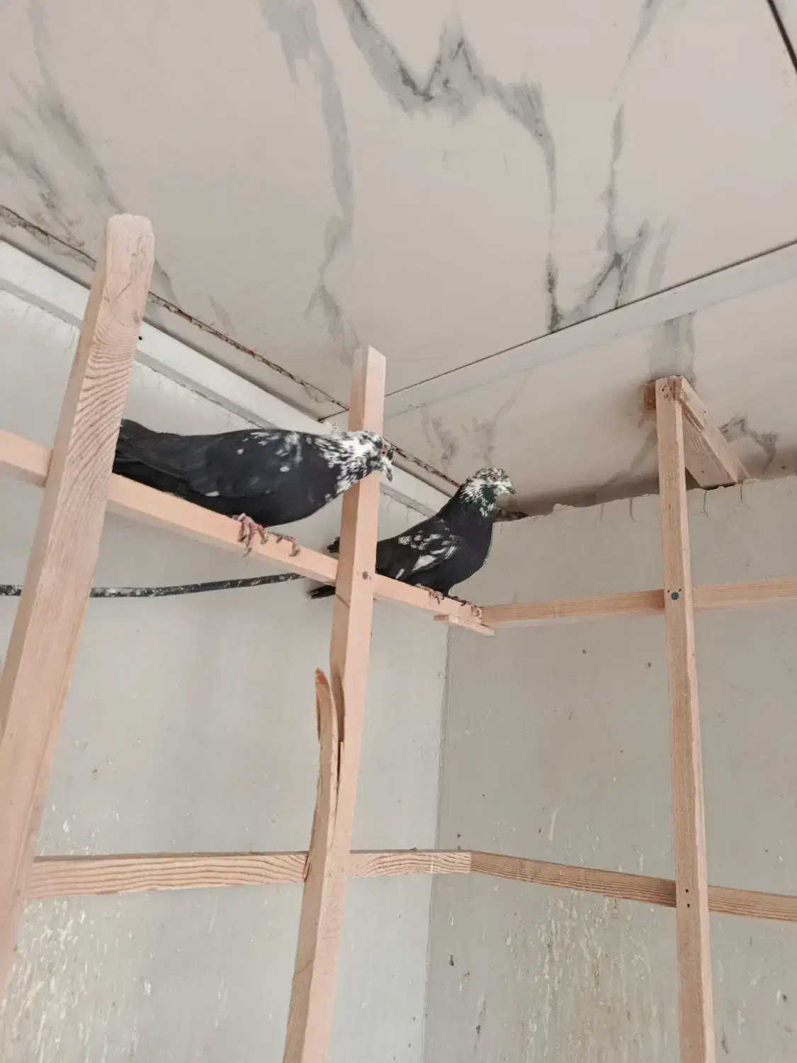 کبوتر کله ماستی گرو|پرنده|شهریار, یوسف آباد صیرفی|دیوار