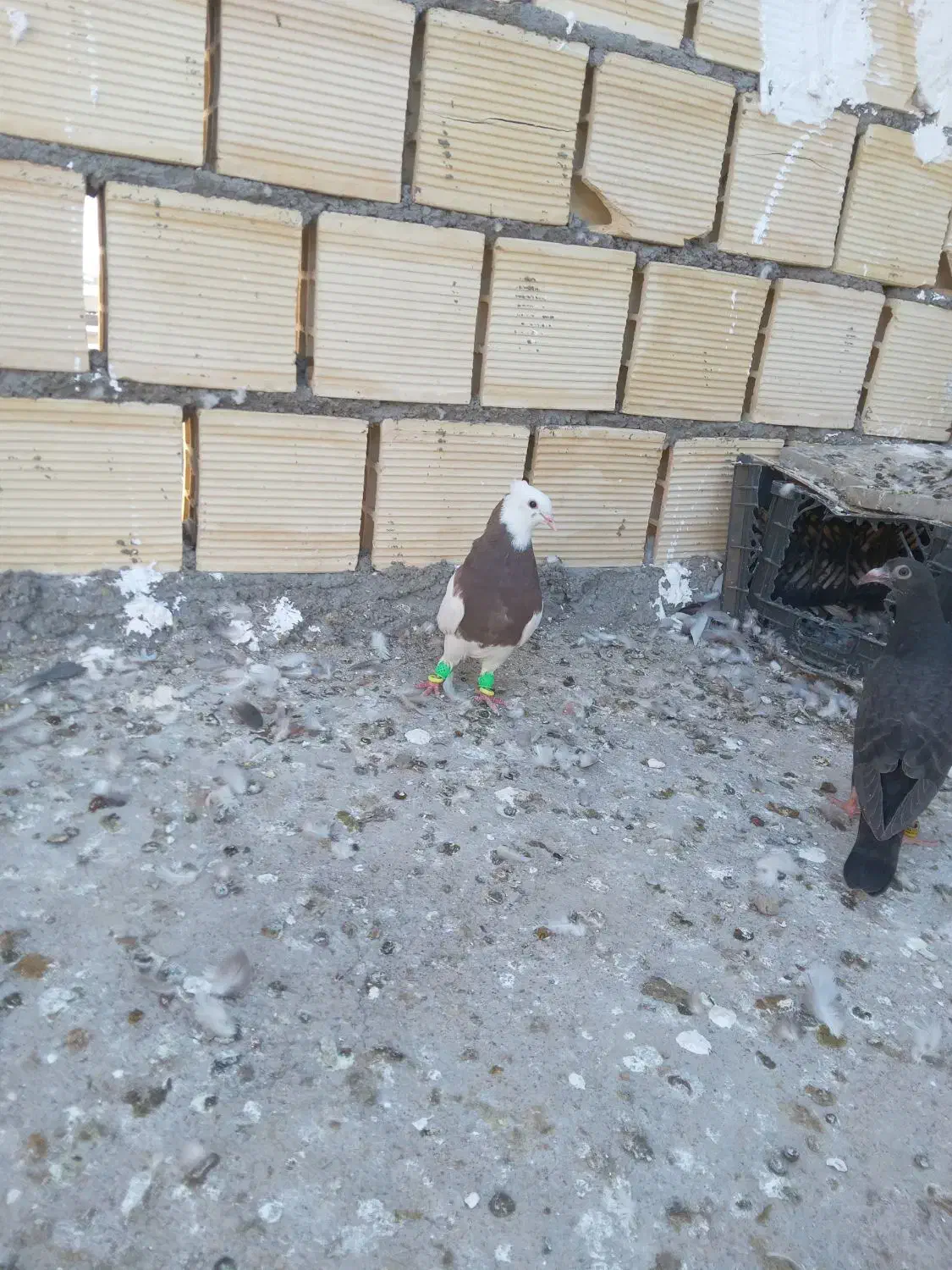 طوقی|پرنده|شوشتر, |دیوار