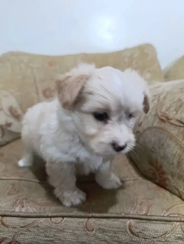 سگ پاکوتاه|سگ|لامرد, |دیوار