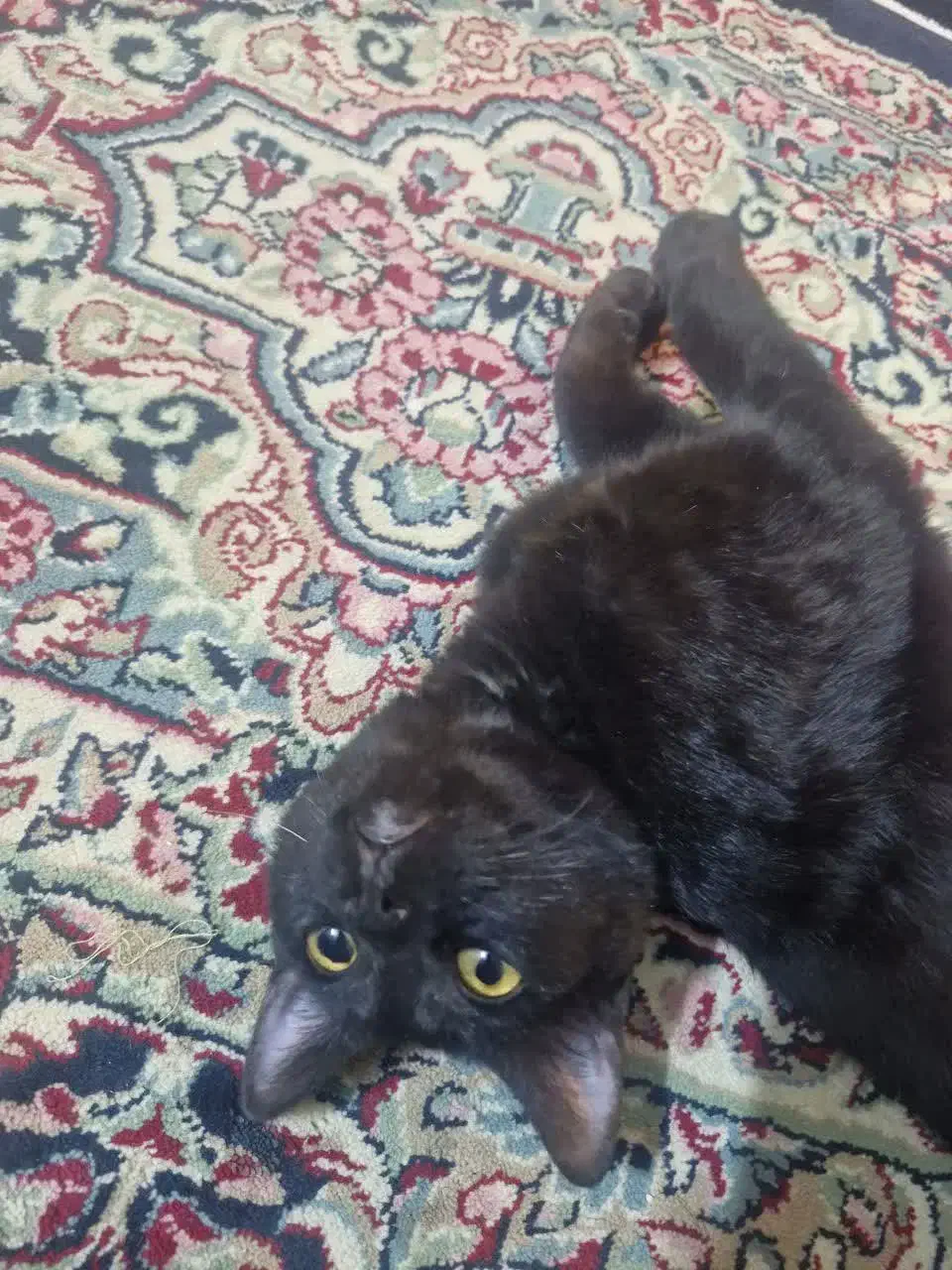 گربه خانگی گمشده، کمک کنید پیدا بشه|حیوانات|کرمان, |دیوار