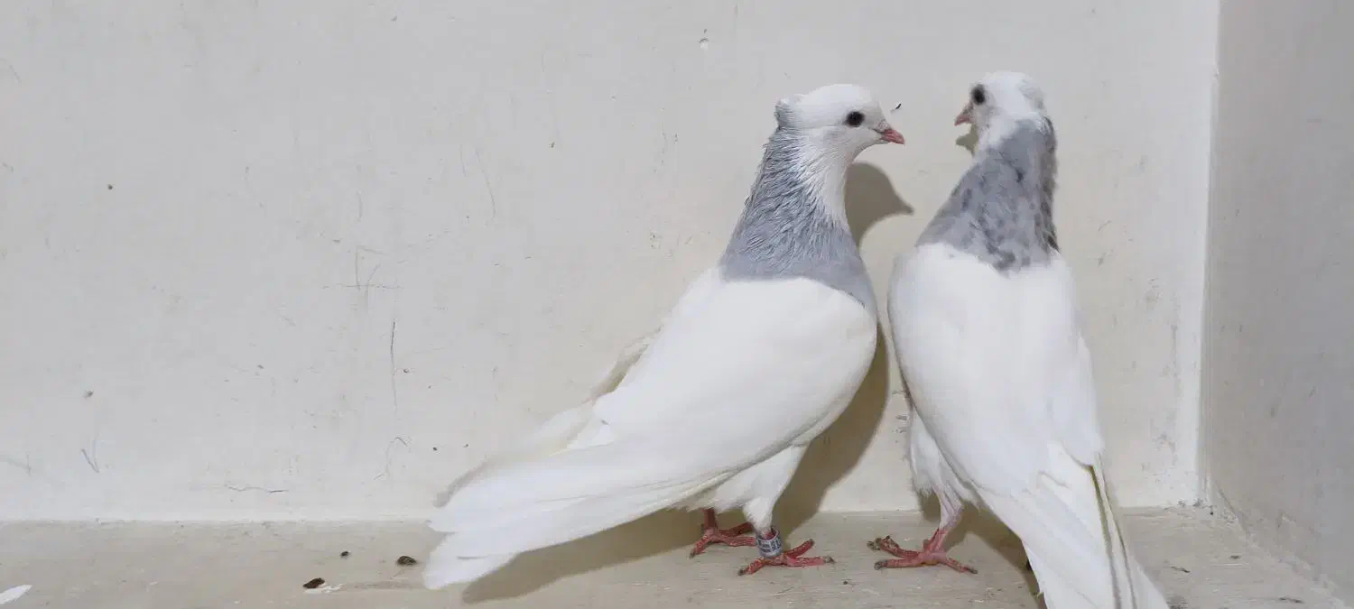 کفتر طوقی ابی فروش و معاوضه با قناری .سهره .یاسمین|پرنده|شیراز, کوشک میدان|دیوار