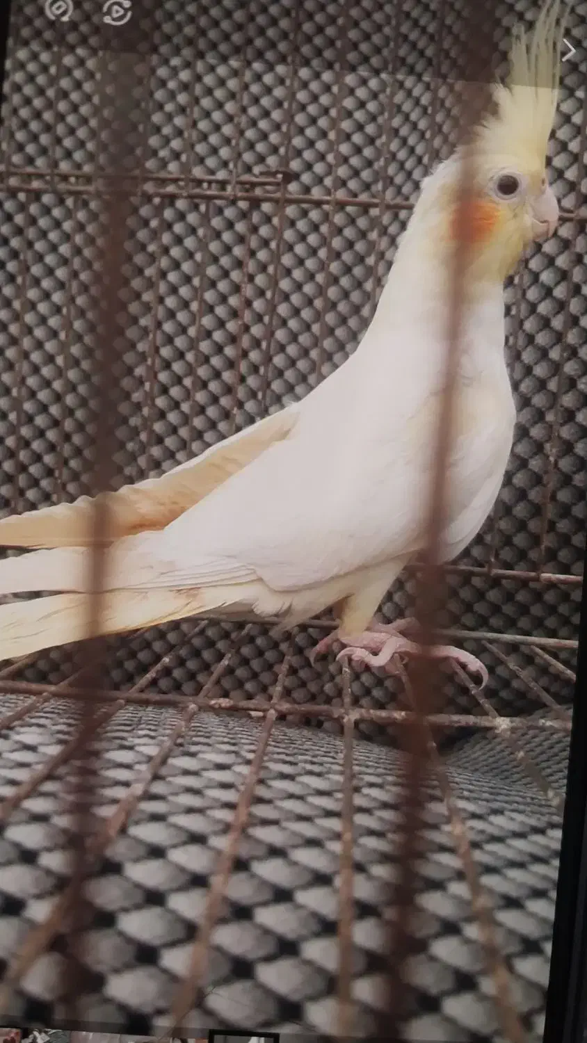 یک عروس هلندی و یک خروس سلطان قیمت مفت|حراج|علیآباد کتول, |دیوار