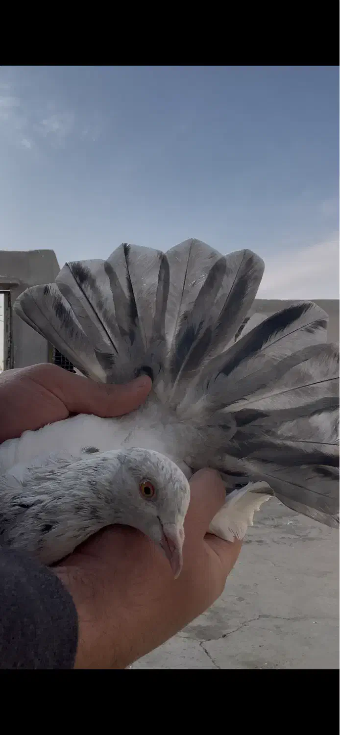 کفتر شهرستانی پرشی|پرنده|باقرشهر, |دیوار