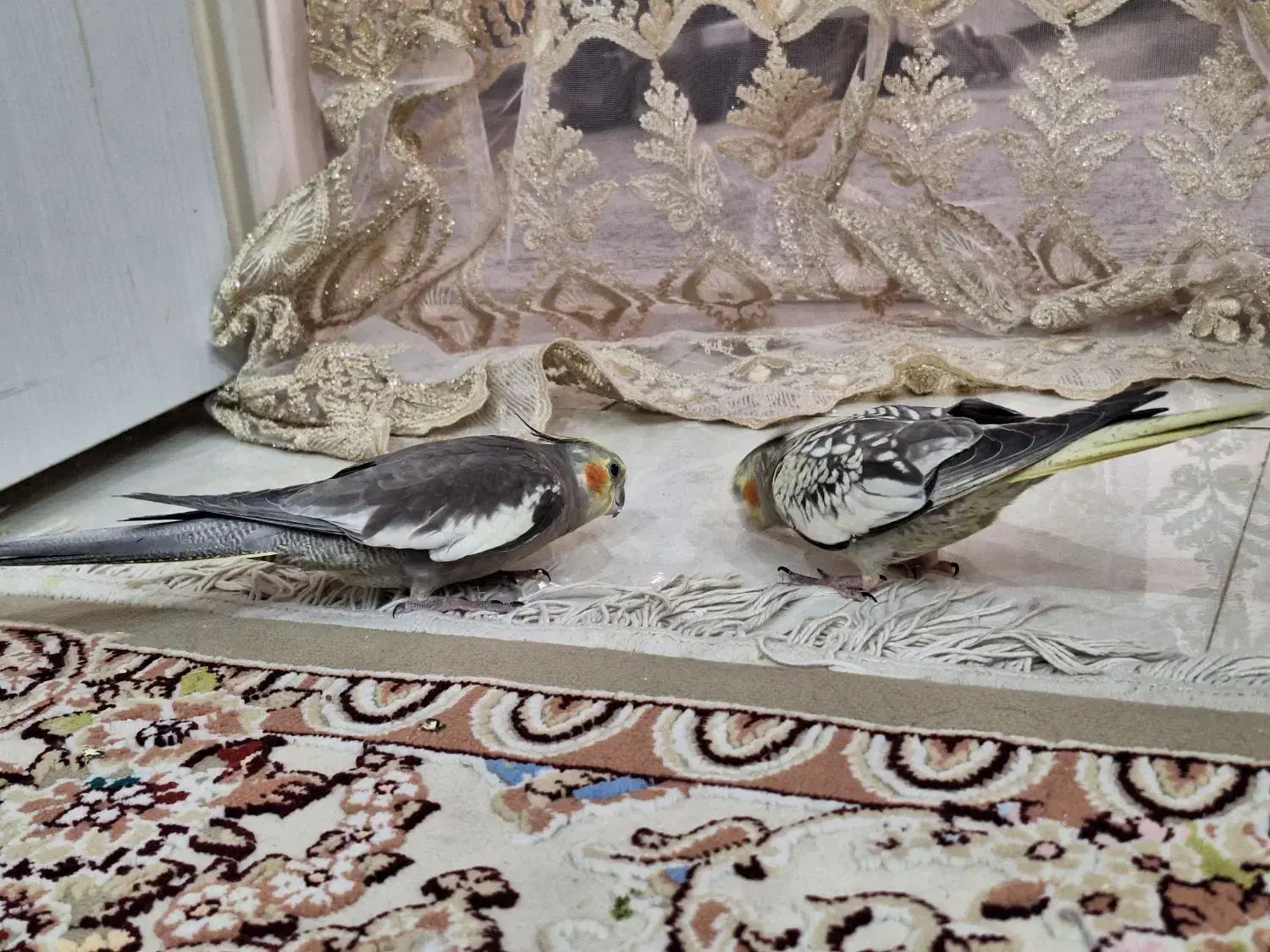 پرنده|پرنده|قدس, شهر‌قدس|دیوار