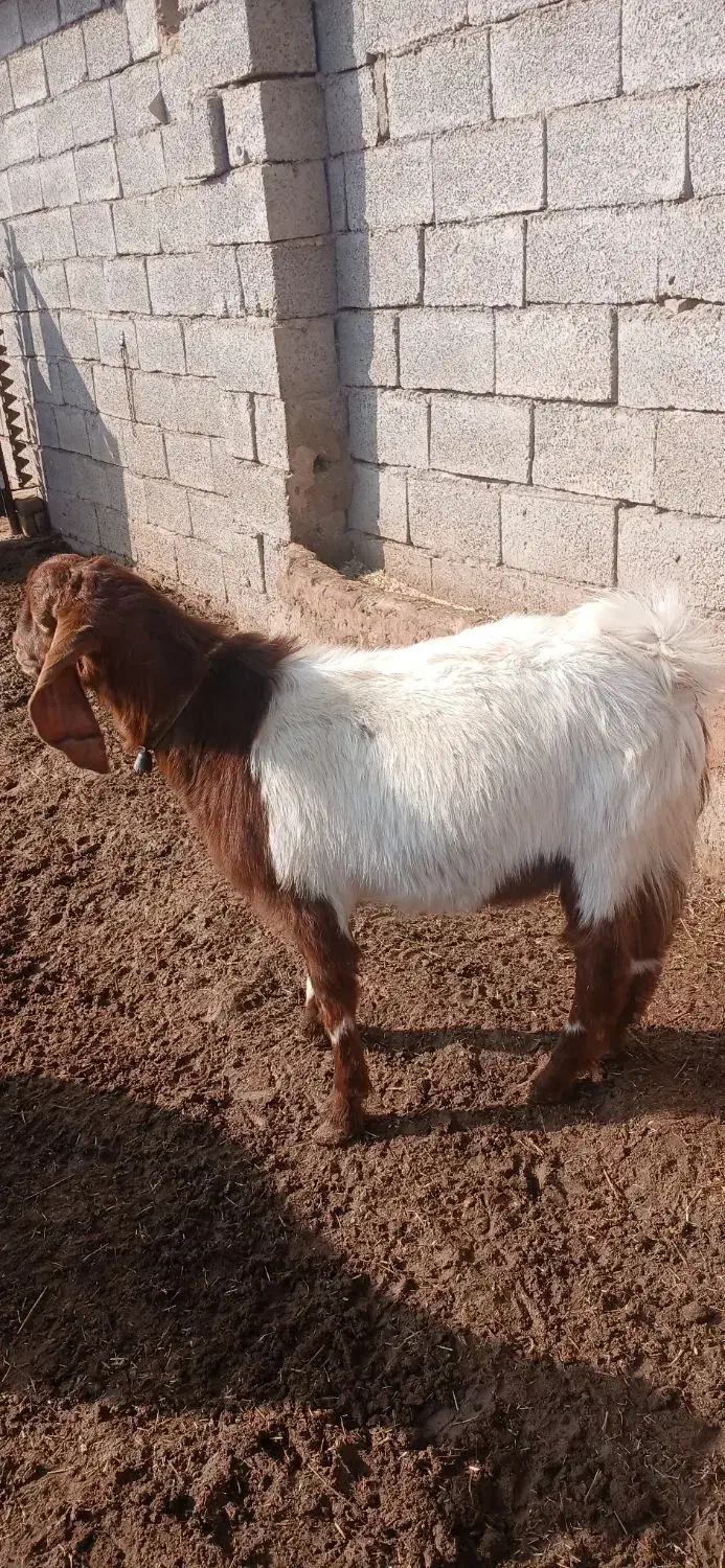 گوسفند دورگ|حیوانات مزرعه|سبزوار, رباط|دیوار