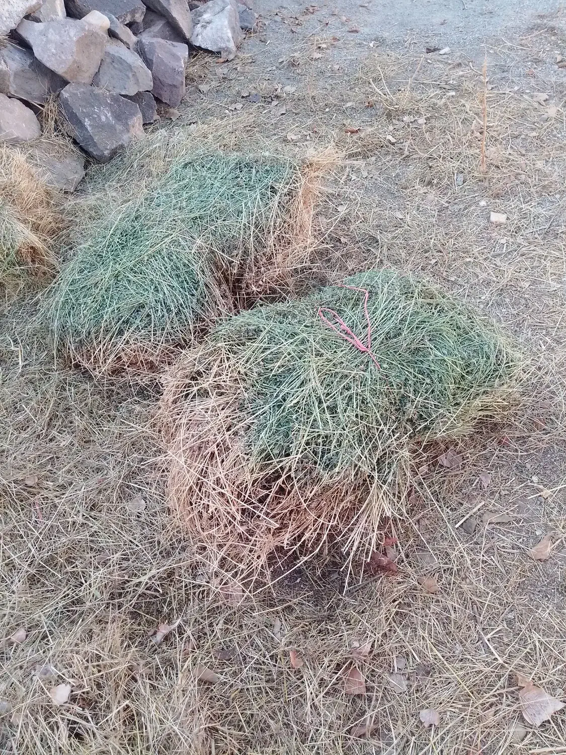 امیش یونجه|لوازم جانبی حیوانات|چالدران, |دیوار