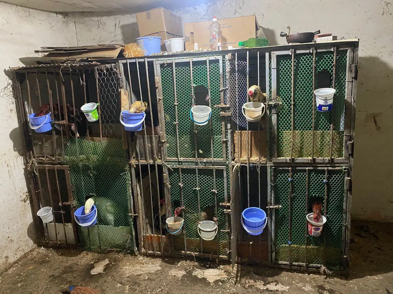 قفس ۶تایی دوطبقه|لوازم جانبی حیوانات|آستارا, |دیوار