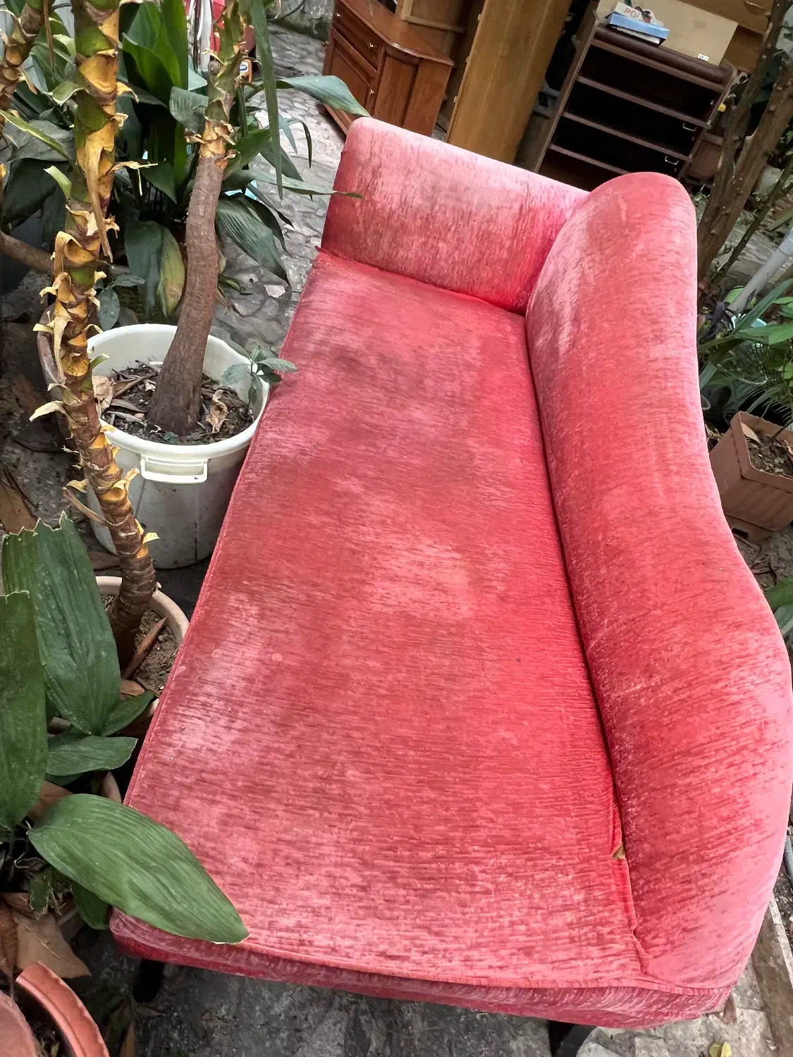 راحتی|مبلمان خانگی و میز عسلی|رشت, کاکتوس|دیوار