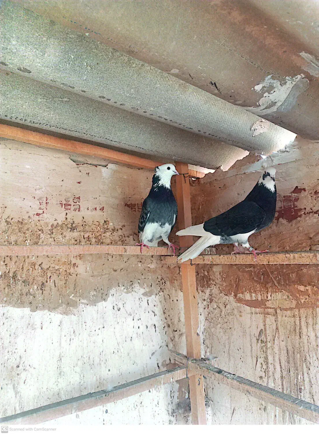 کفتر پرشی|پرنده|قم, سرحوض|دیوار