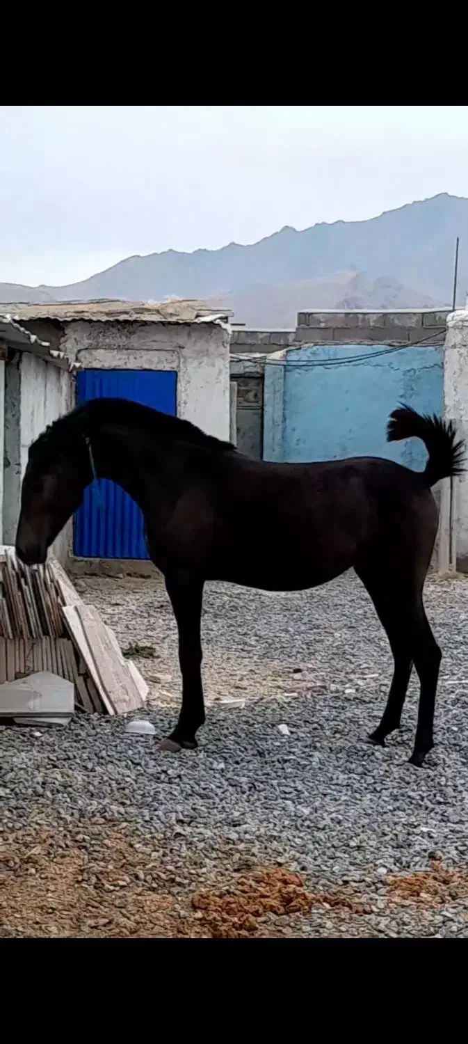 خرید و فروش اسب|اسب و تجهیزات اسب‌سواری|قروه, |دیوار