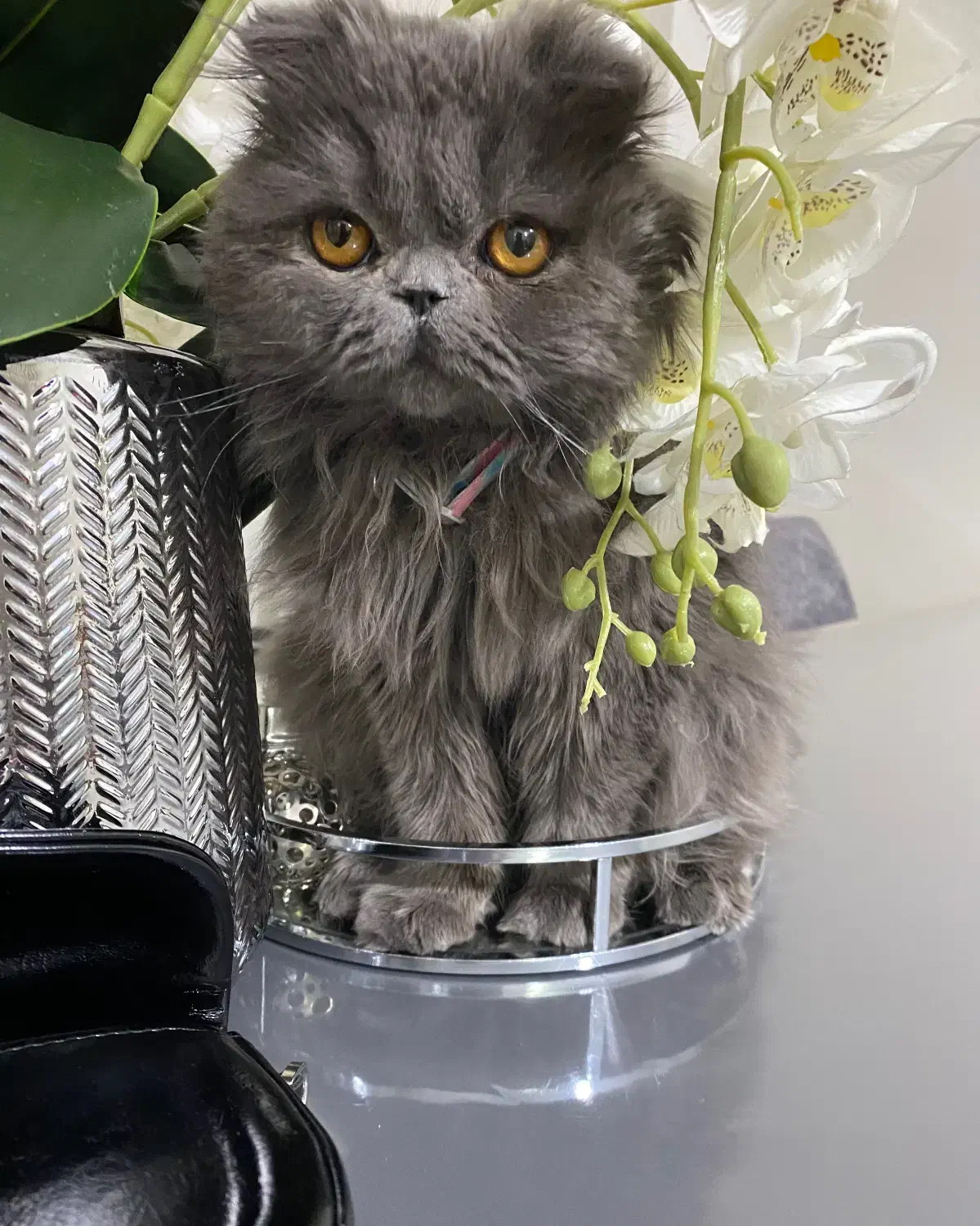 پرشین اسکاتیش اصیل (ماده،رنگ بلو،چشم نارنجی)|گربه|تهران, کیانشهر|دیوار