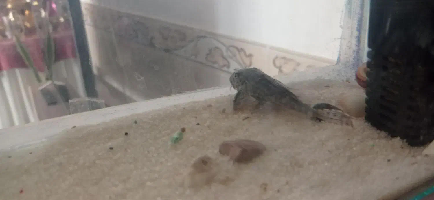 ماهی لجن خارو اسکار|ماهی|کدکن, |دیوار