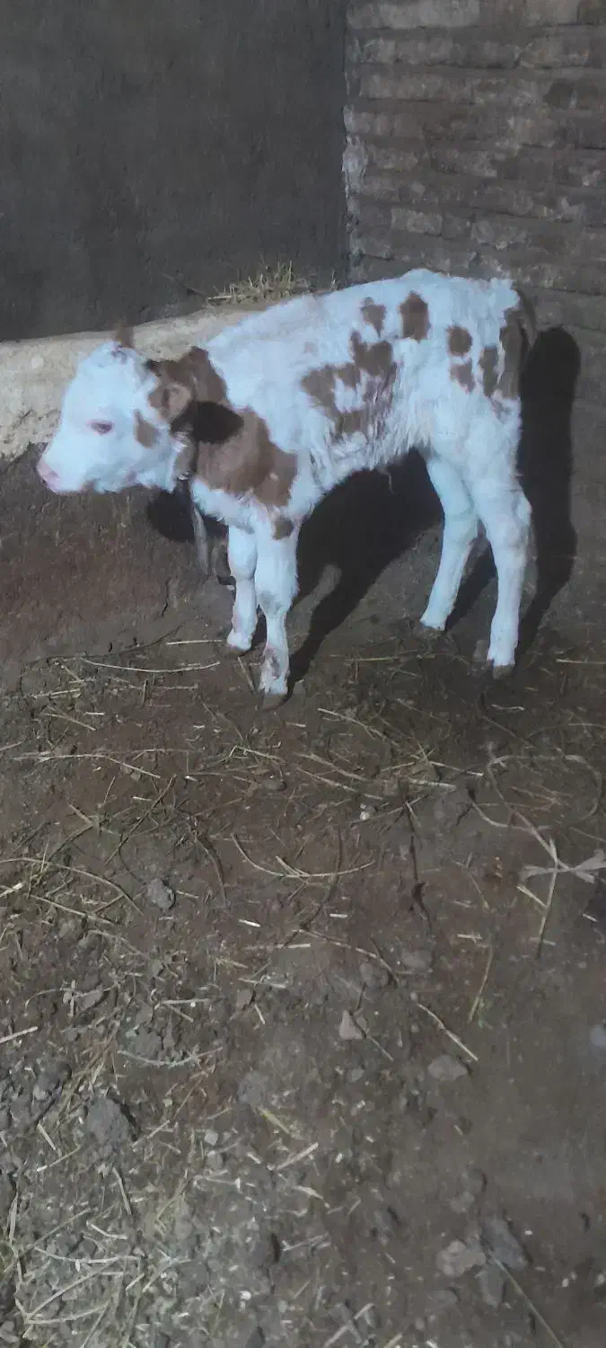فروش یک راس گوساله سیمنتال ماده|حیوانات مزرعه|تبریز, |دیوار