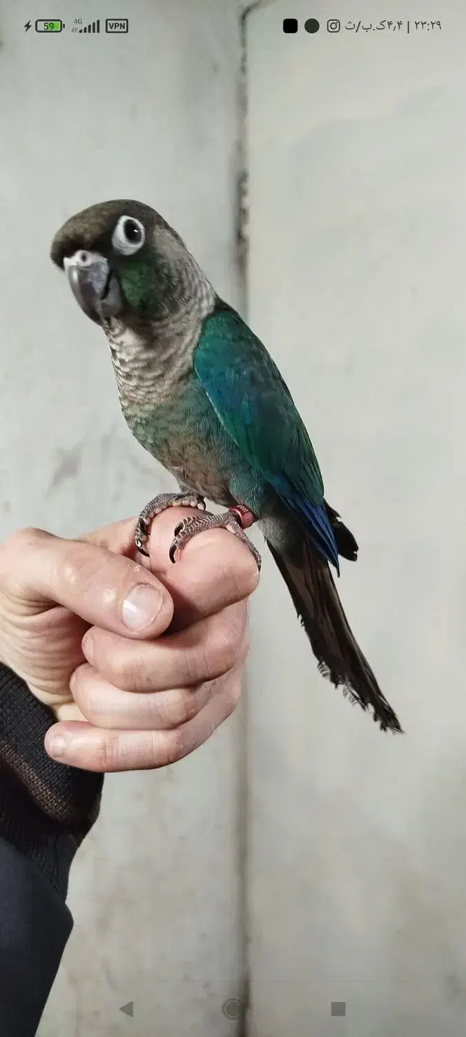 تراکوییس نرمال بالغ آماده جفت|پرنده|قائمشهر, |دیوار