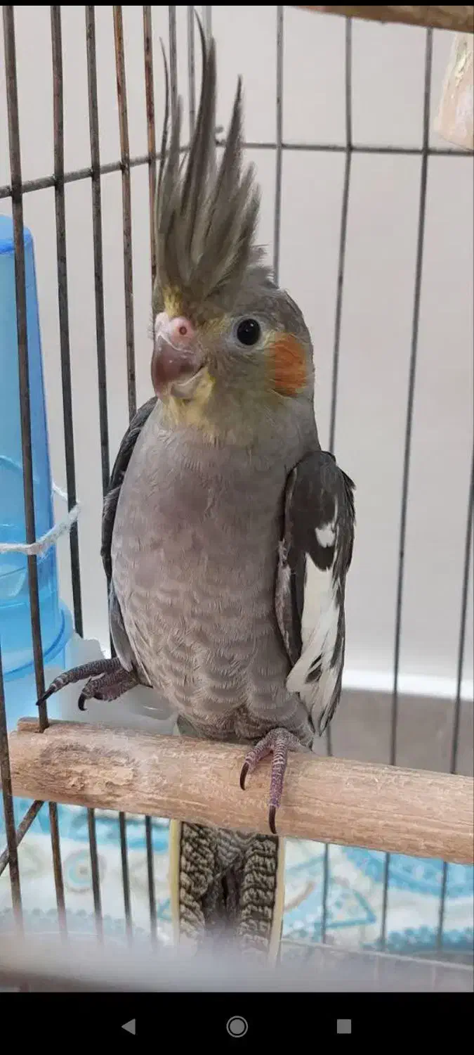 جوجه عروس هلندی|پرنده|تهران, جوادیه تهرانپارس|دیوار