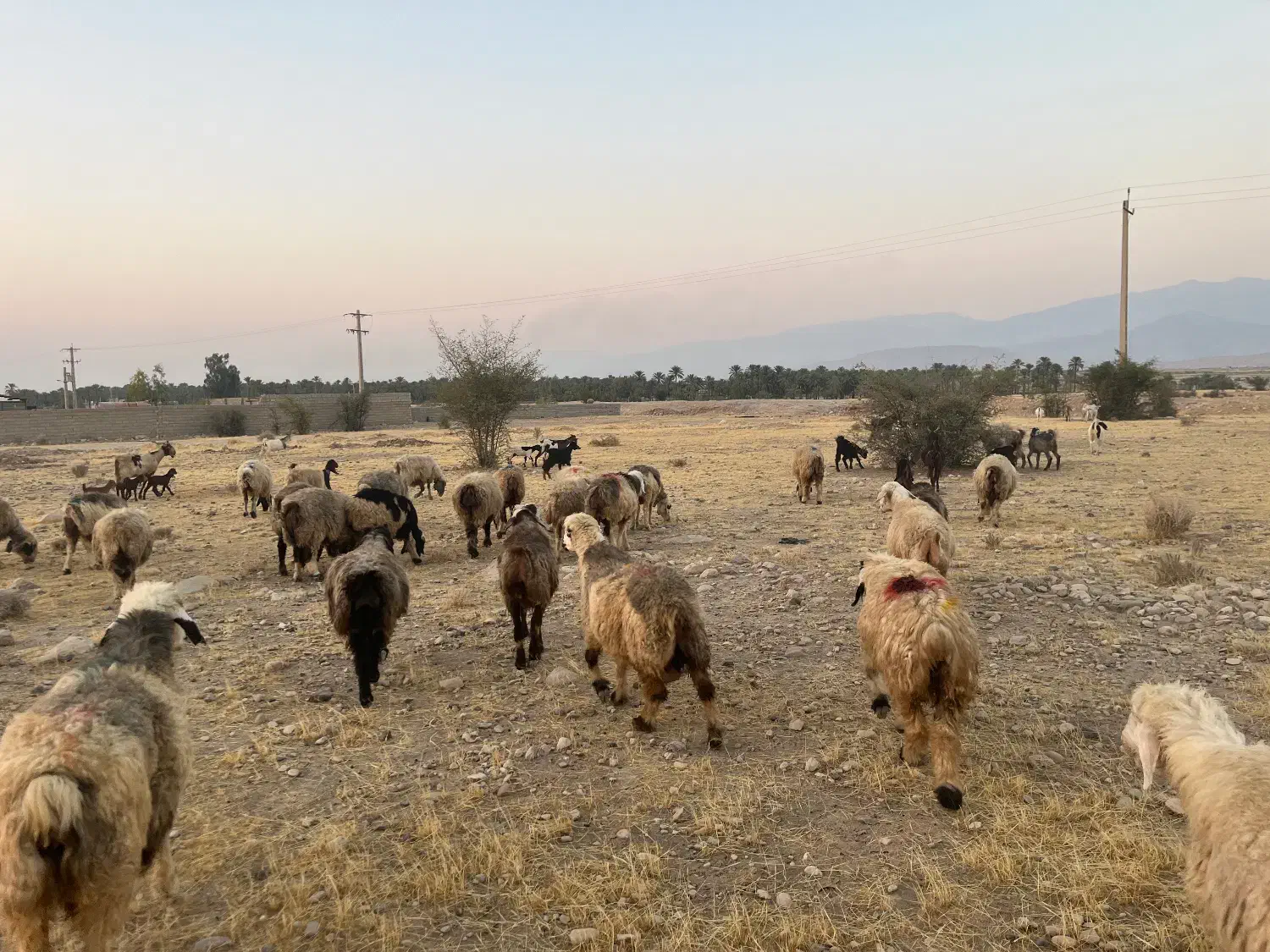 فروش 56 راس میش ترکی بختیاری  گوسفند داشتی ابستن|حیوانات مزرعه|جره و بالاده, |دیوار