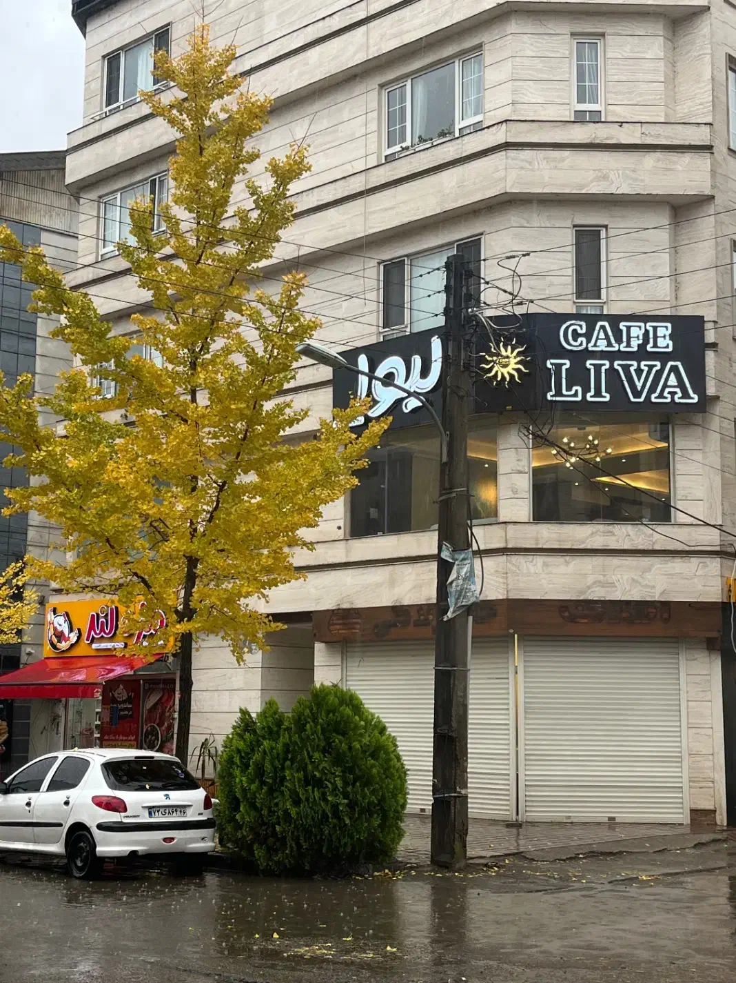 سالن دار|استخدام خدمات فروشگاه و رستوران|رشت, کاکتوس|دیوار